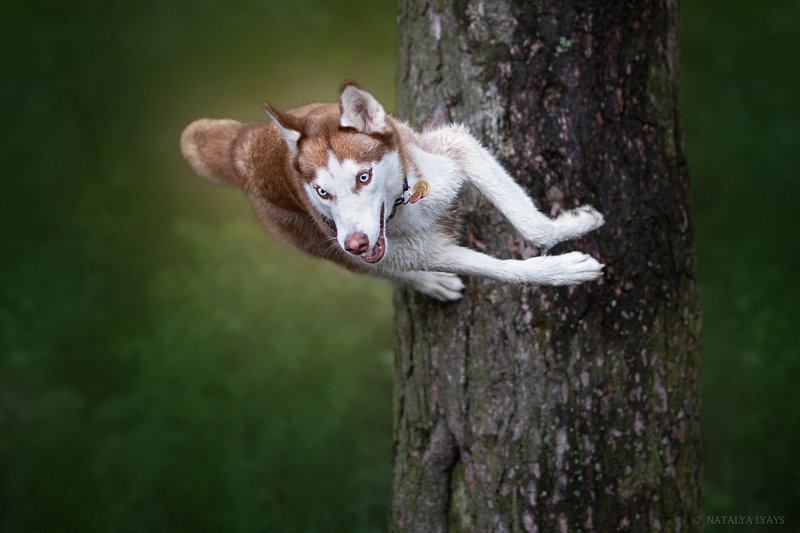 собака,хаски, на природе, животные, лето, движение, animal, dog, hasky, canon, summer, forrest, motion Нарушая законы гравитации фото превью