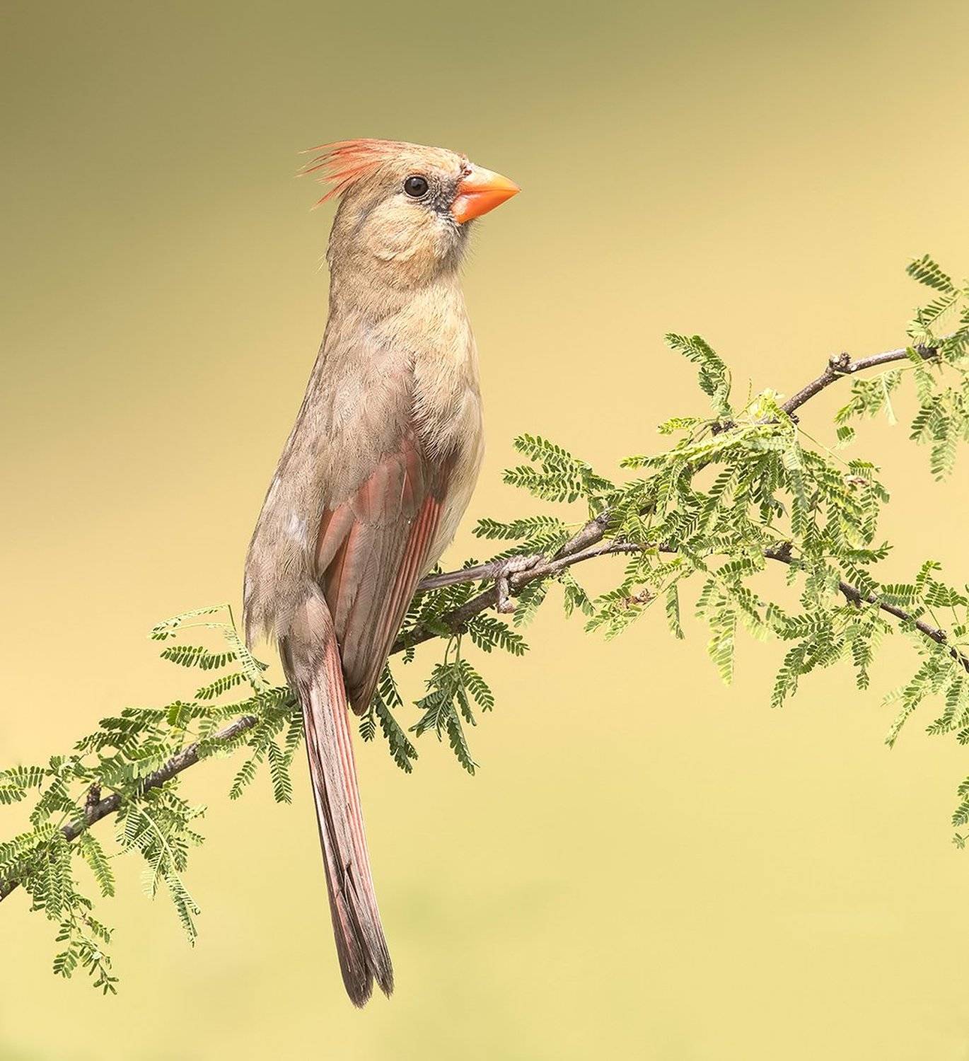 красный кардинал, northern cardinal, cardinal,кардинал, tx, texas, Elizabeth Etkind