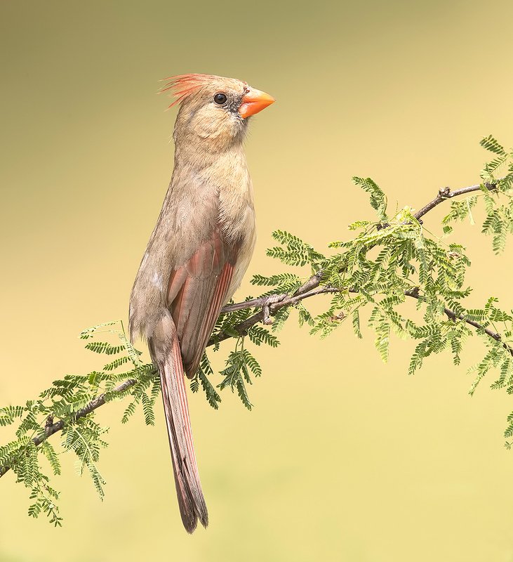 красный кардинал, northern cardinal, cardinal,кардинал, tx, texas Female Northern Cardinal - Самка. Красный кардинал фото превью