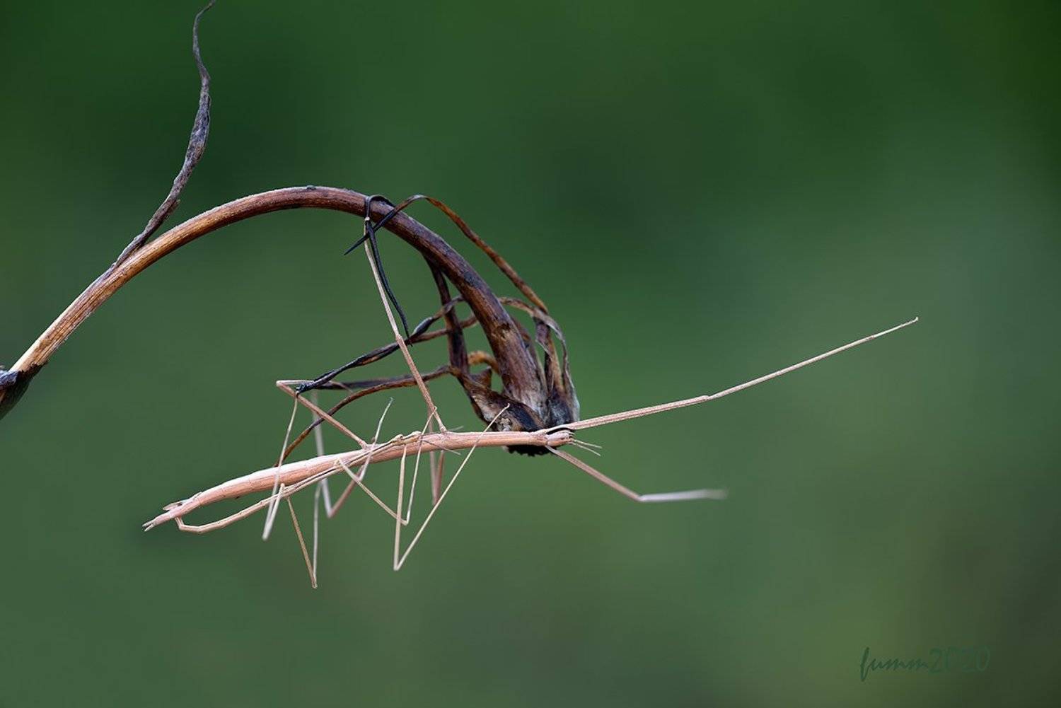 , Игорь ФУММ