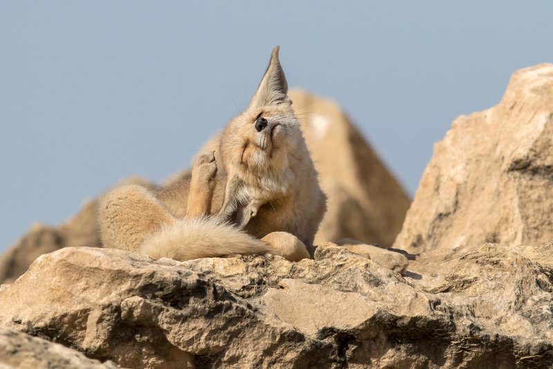 canon1dх mark2,canon600mmf4,israel,jerusalem,nature,wildnature,wildnaturephotography,дикая природа,иерусалим ,израиль, пётр рогов,фотограф,фотоохота,лисята,nature,иерусалим,jerusalem,wildnaturephotography,nakedplanet,natgeoyourshot,natgeo,bbcearth Лисёнок фото превью