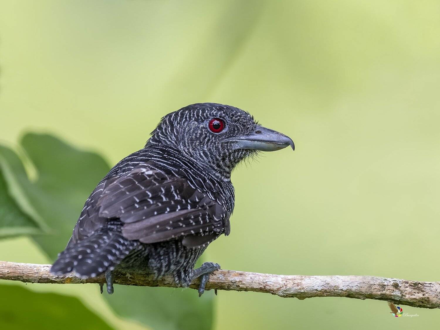 , Fernando Burgalin Sequeira