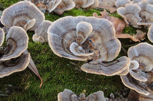 The turkey tail (Trametes versicolor) / Гриб-трутовик Траметес разноцветный (Trametes versicolor)