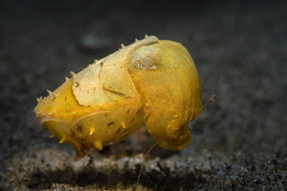 underwater, macro, cuttlefish, Андрей Савин
