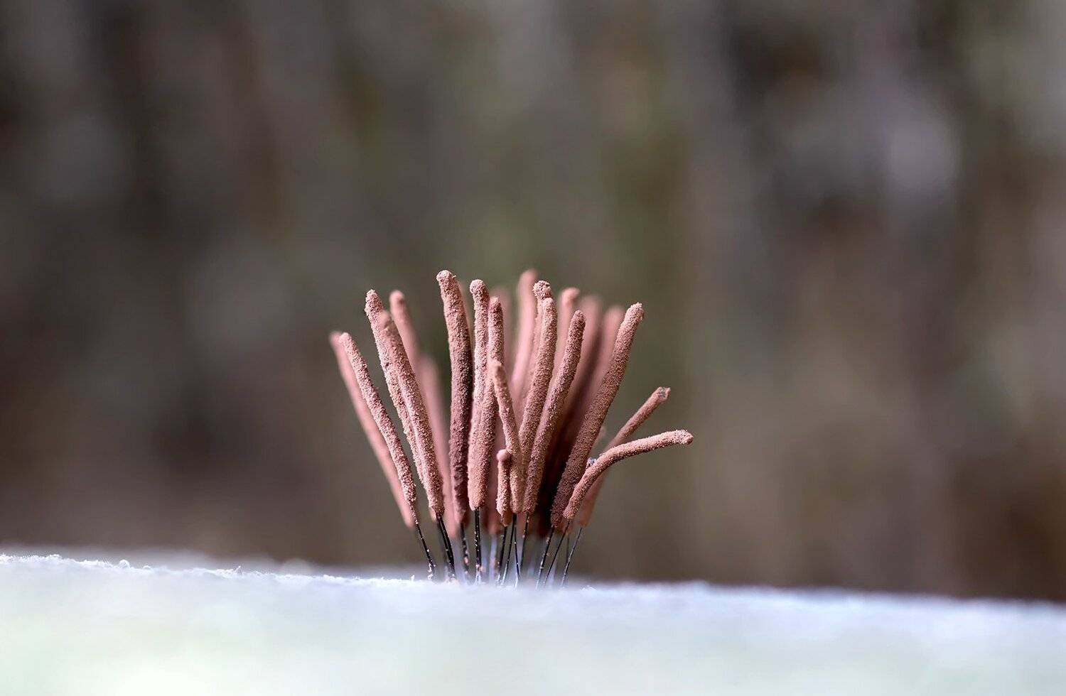 слизевики, миксомисцеты, мнемонитисы, Александр Земляной