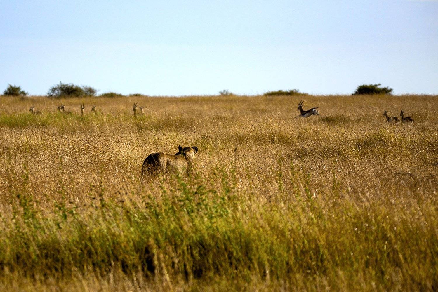 , Рашид Усманов