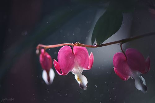 Дицентра или цветок - разбитое сердце