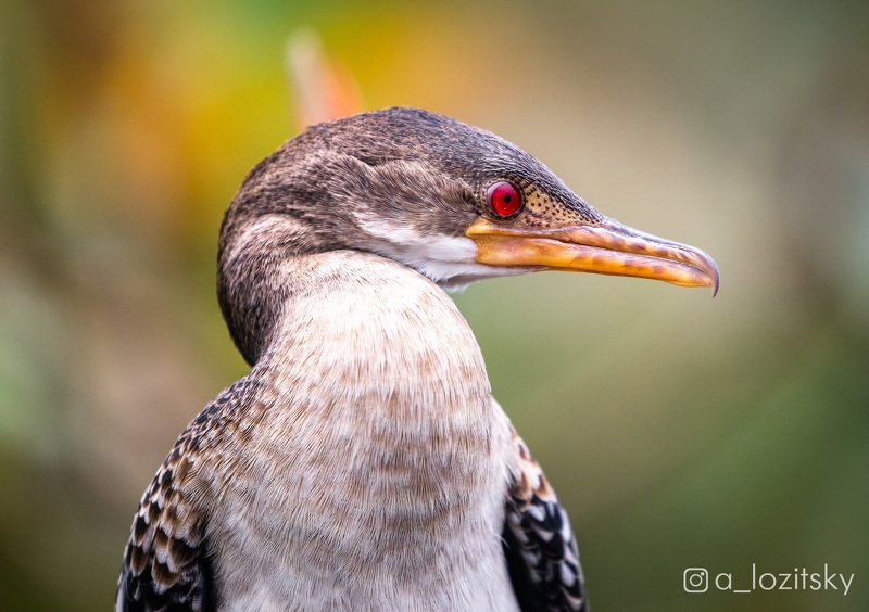 Уганда фото превью