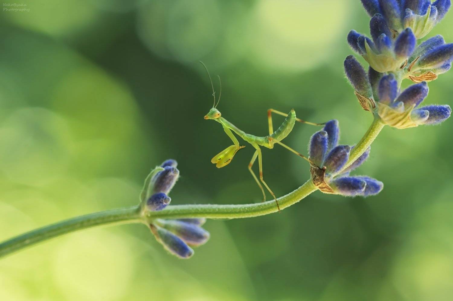 макро, природа, цветы, лаванда, насекомые, богомол, боке, лето, macro, nature, flowers, lavender, insects, mantis, bokeh, summer,, Тараненко Анжелика