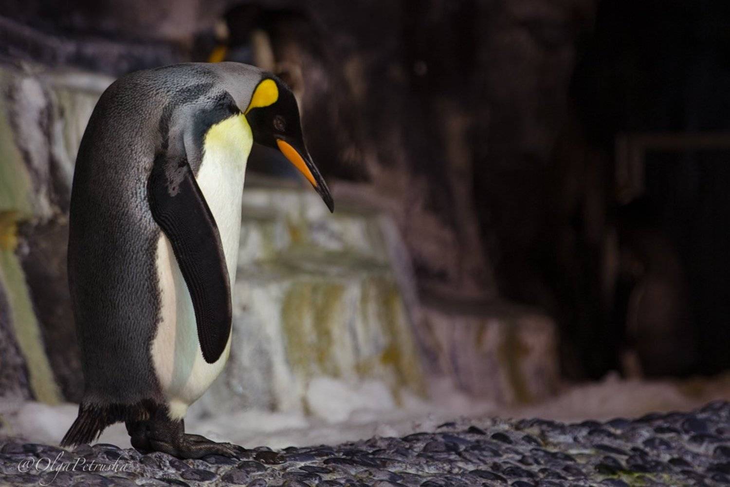 пингвин, черно_белое, холод, птица, Ольга Петруша