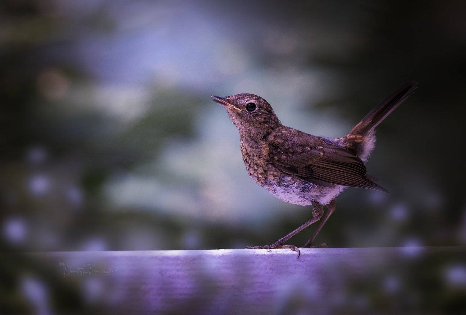 природа, лес, поля, огороды, животные, птицы, макро, Дмитрий Посевич