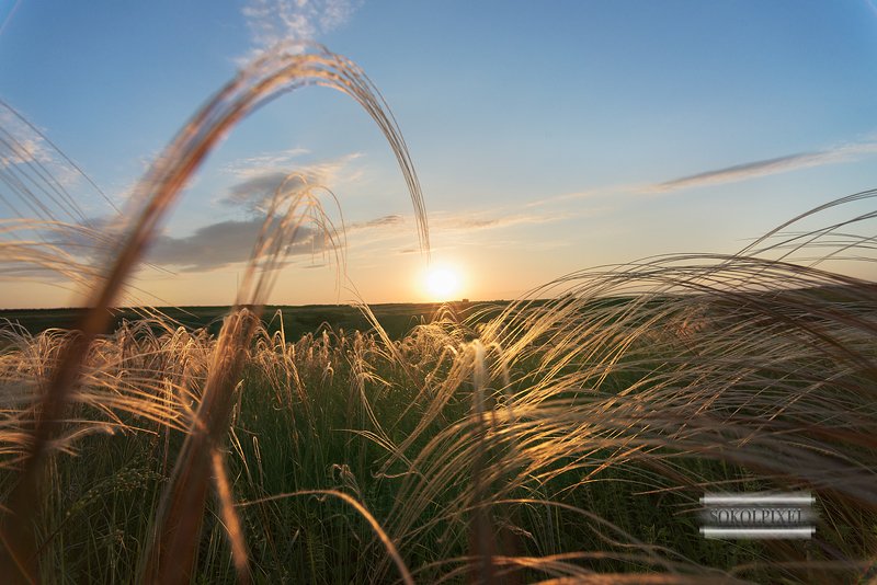 Ковыль трава на закате фото превью