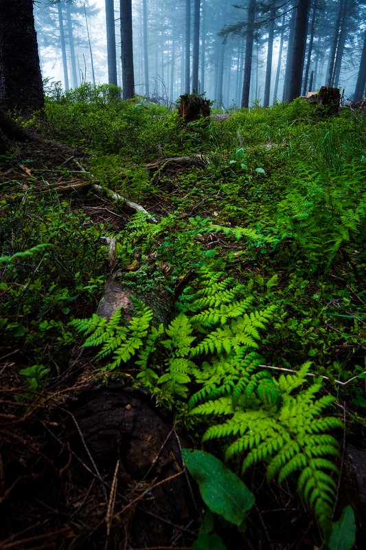 fern, tree, forest, fog Young фото превью