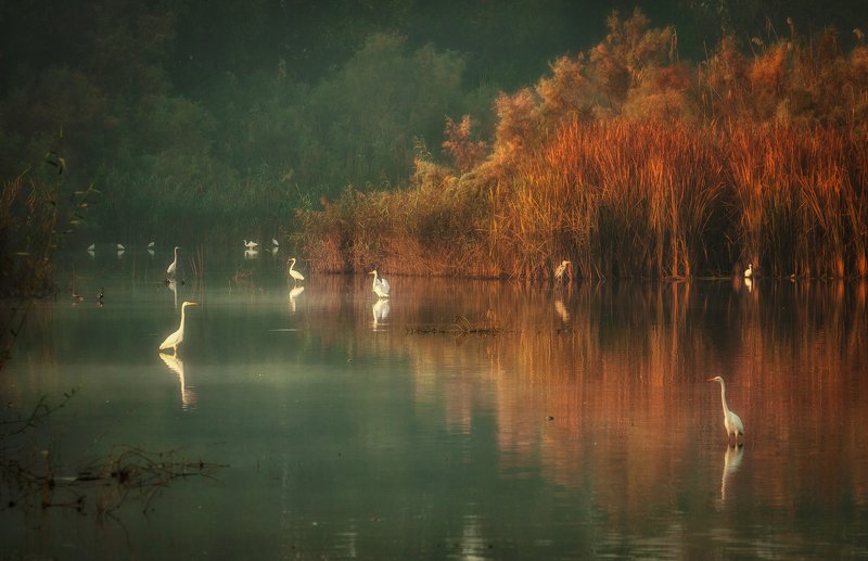 Heron\'s Lake Morning фото превью