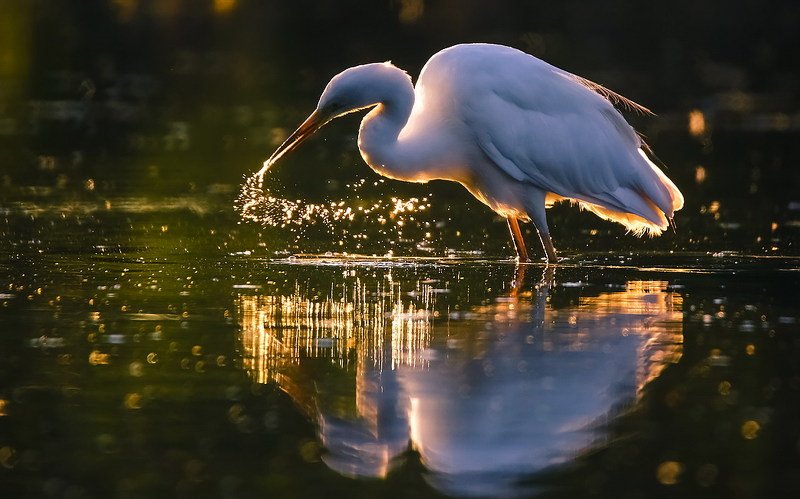 золотые россыпи фото превью