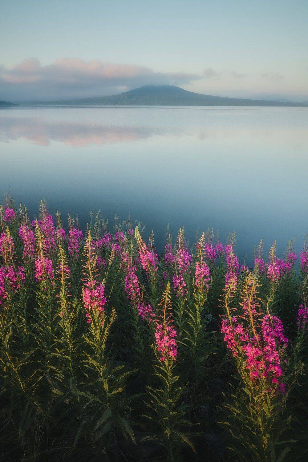 пейзаж, иван-чай, вода, рассвет, цвет, цветы, утро, Даниил Силантьев