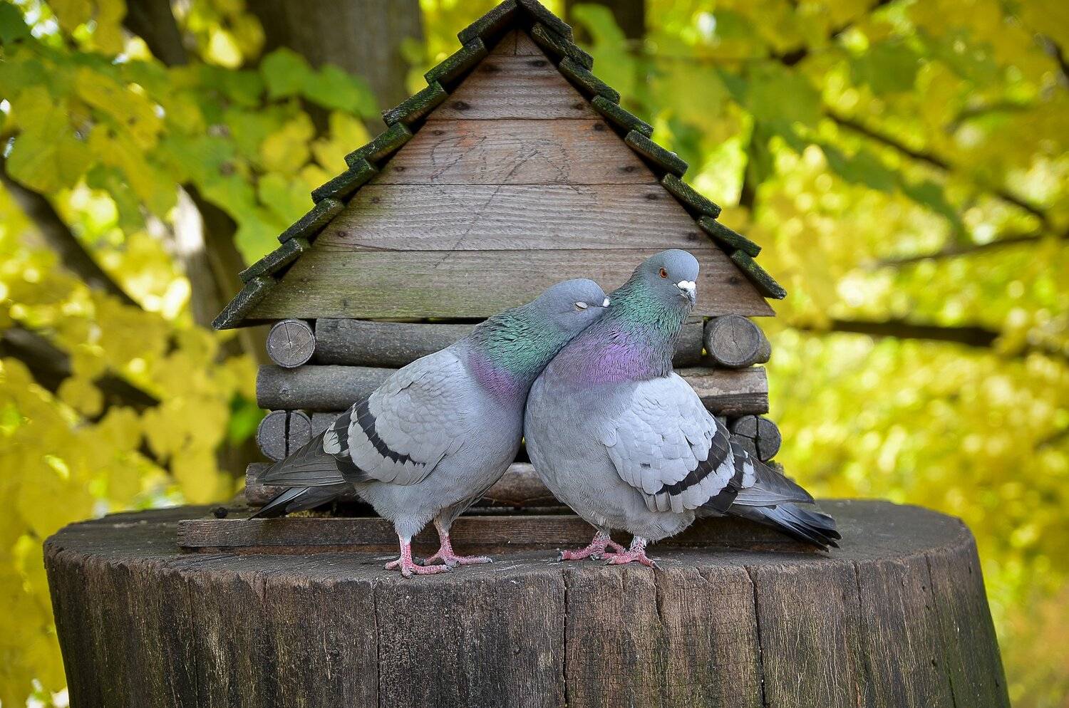 животные, птица, природа, голуби, фотография, Валерий Верещако