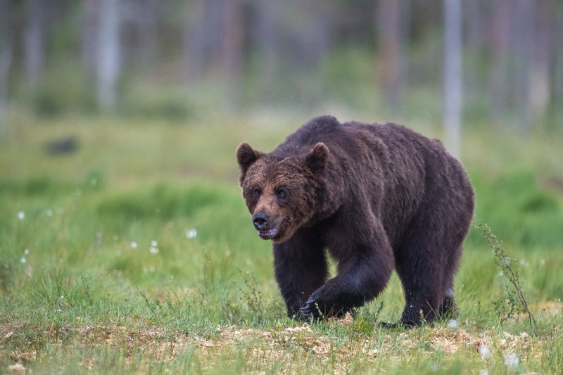 Big animal bear фото превью