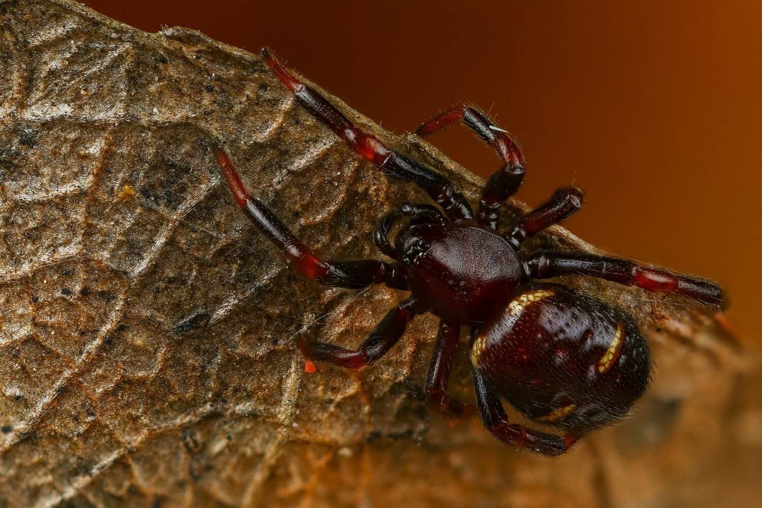 паук,макро,природа,растение,цвет,коричневый,зеленый,животное, Андрей Шаповалов