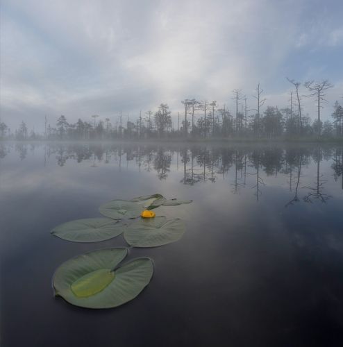 Болотное утро