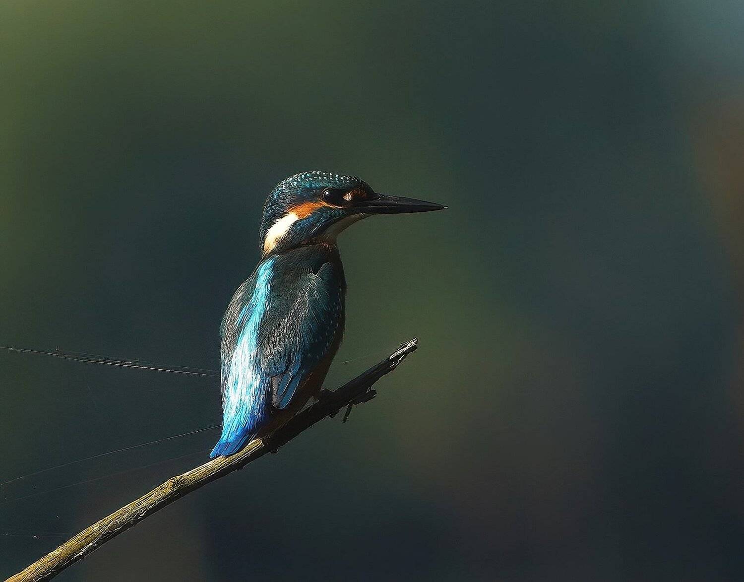 , Красимир Георгиев