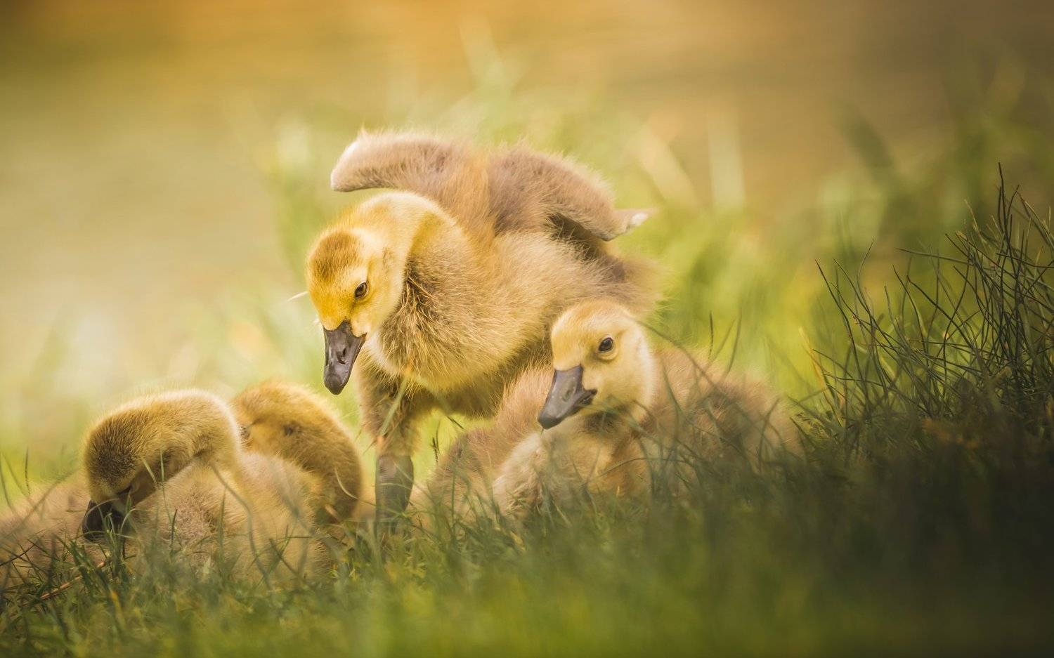 , Илья Данилов