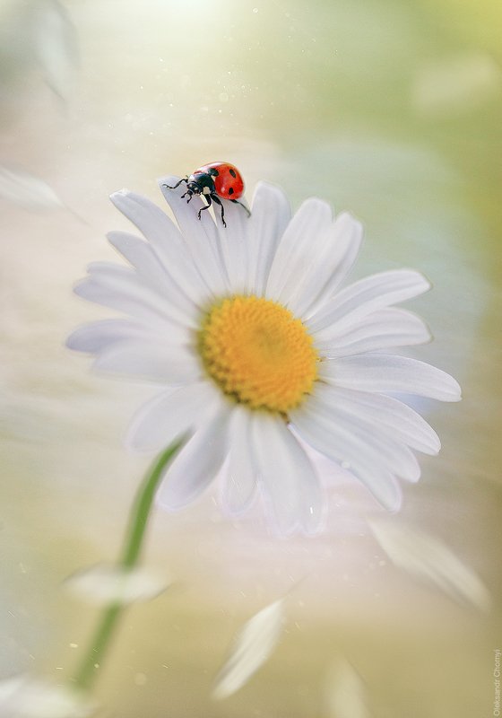 украина, коростышев, природа, макро, макро мир, макро красота, макро истории, нежность, доброе, утро, надежда, ромашка, лепестки, светлый, день, жизнь, волшебство, сказка, мгновение, тишина, фотограф, чорный, \