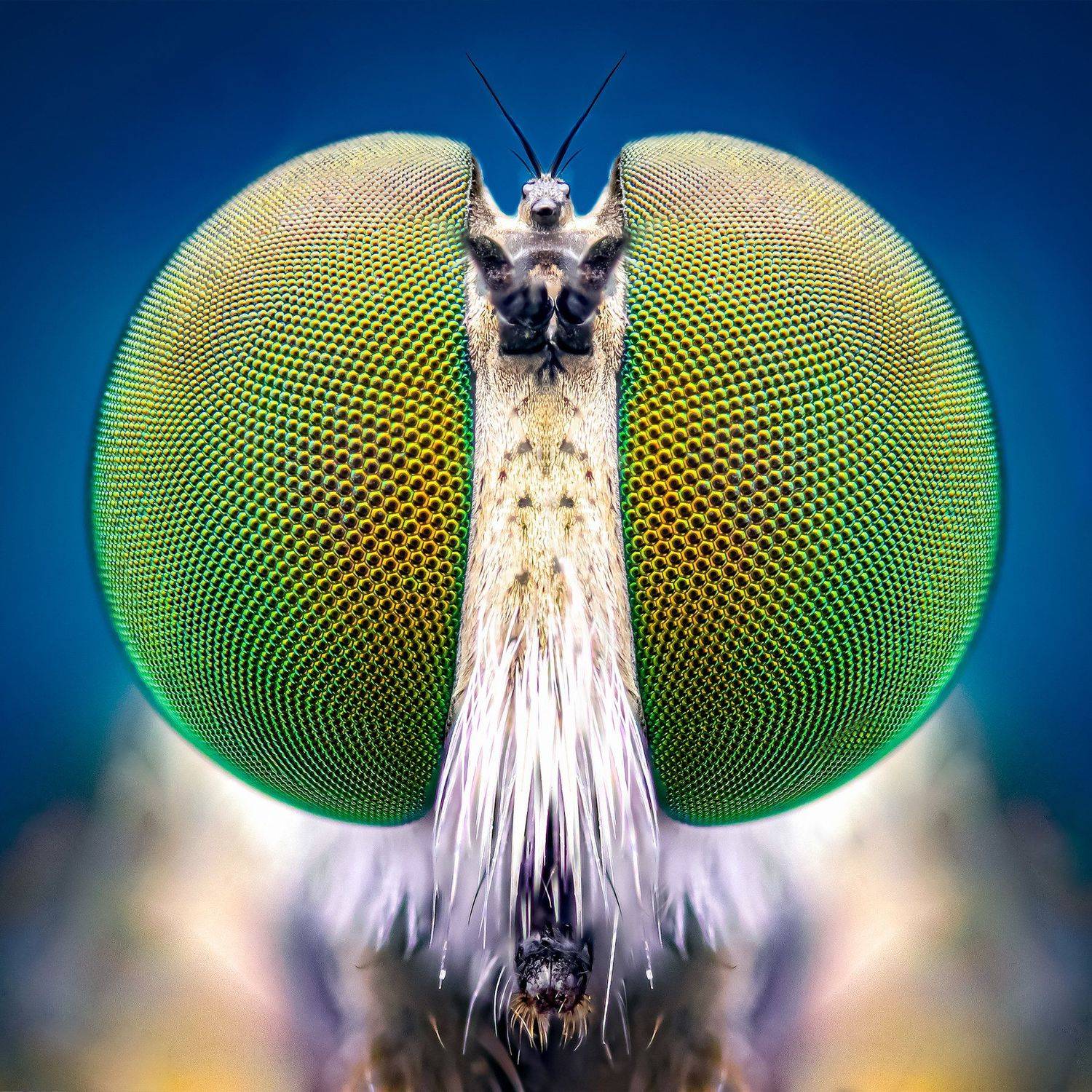 macro wildlife closeup insects, Shuvam Sadhukhan