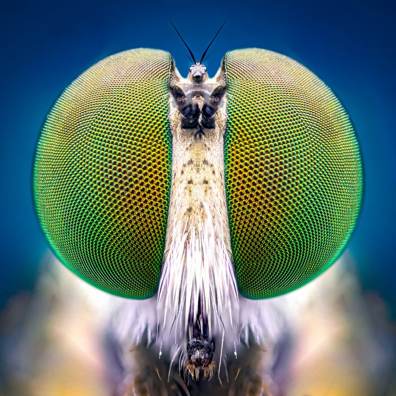 macro wildlife closeup insects Portrait of robber fly фото превью