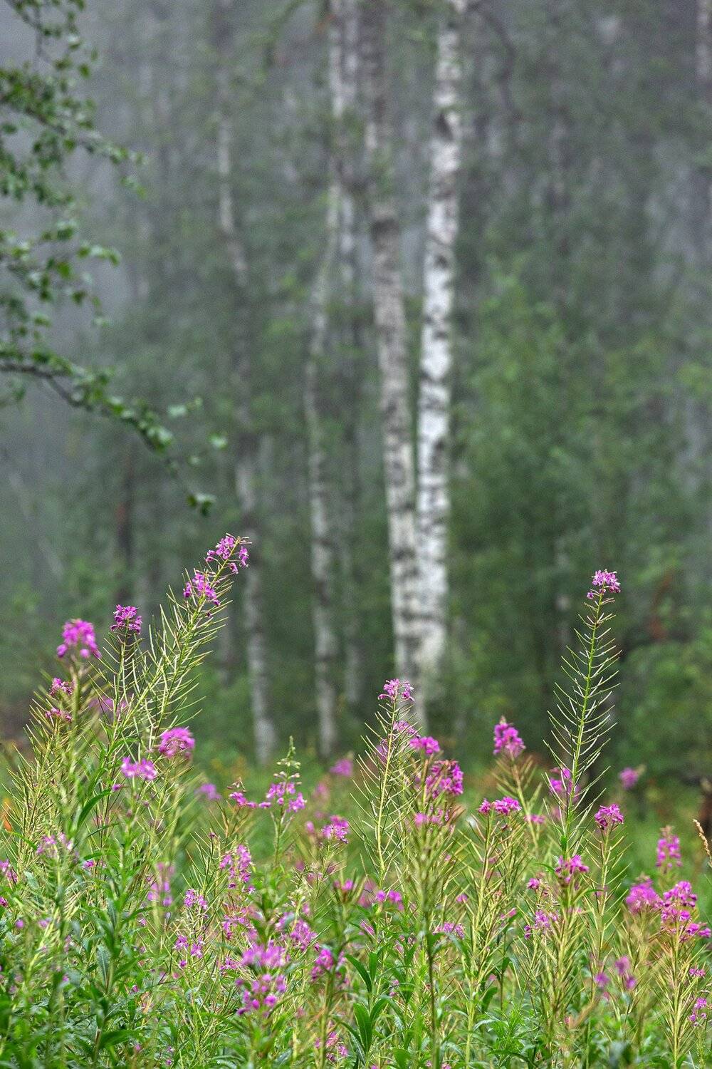 южный урал,оренбургская область, орск, новотроицк,башкирия, башкиртостан, Качурин Алексей