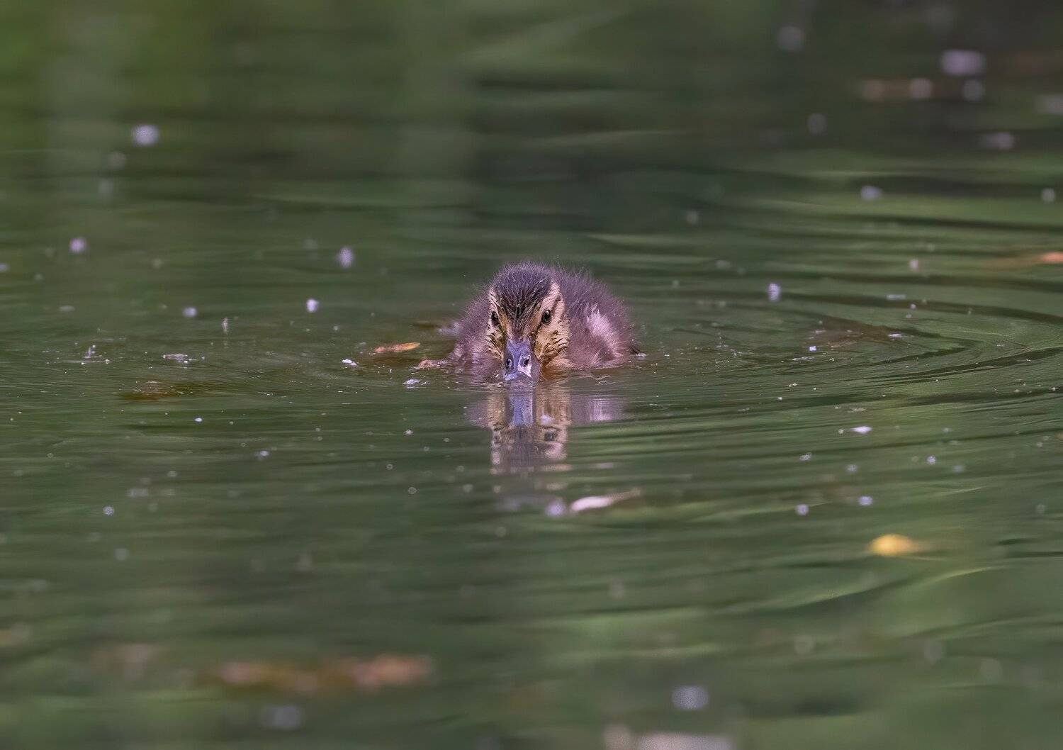 , Константин Дэм
