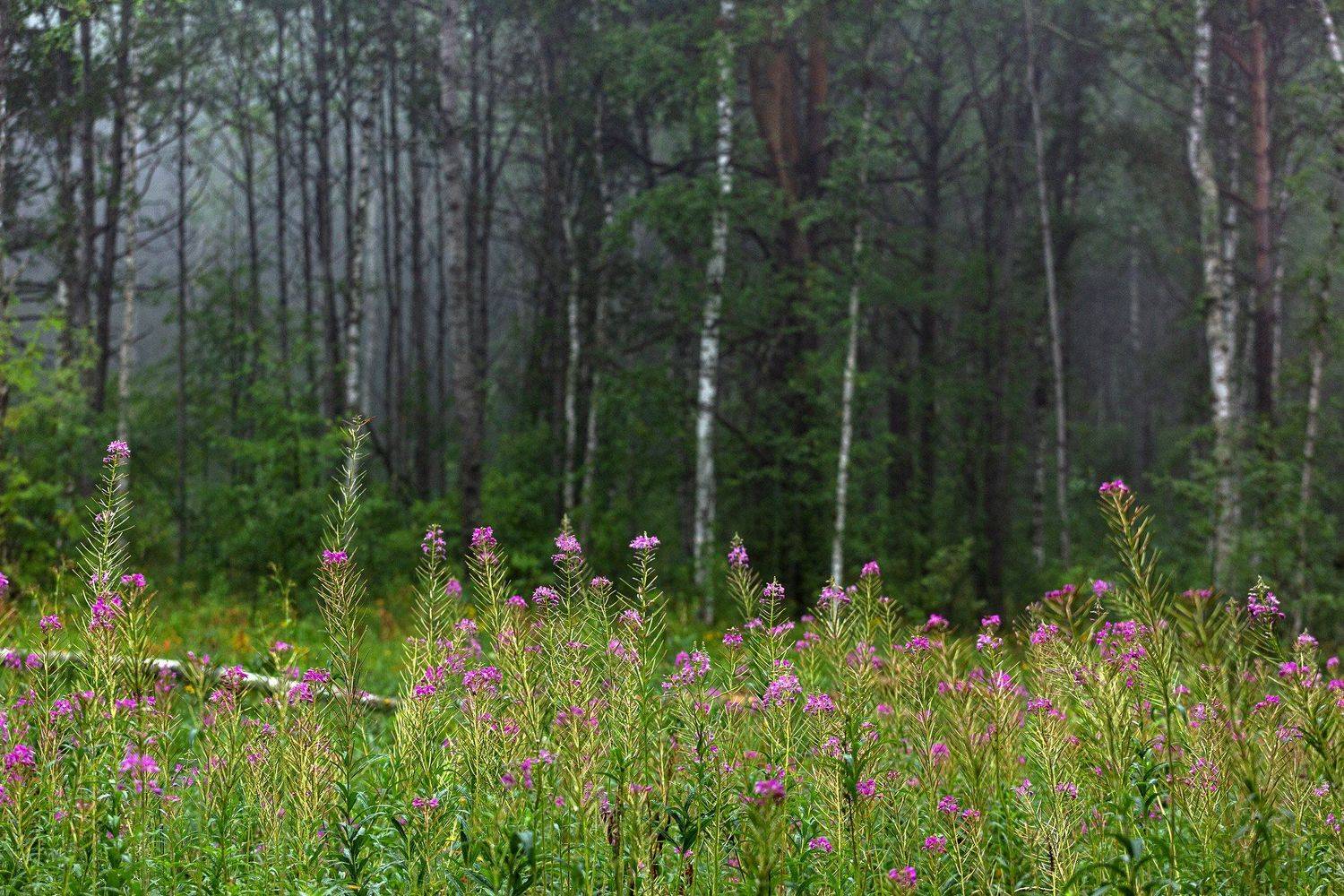 южный урал,оренбургская область, орск, новотроицк,башкирия, башкертостан, Качурин Алексей