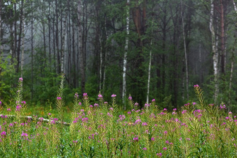 южный урал,оренбургская область, орск, новотроицк,башкирия, башкертостан Лесная фото превью