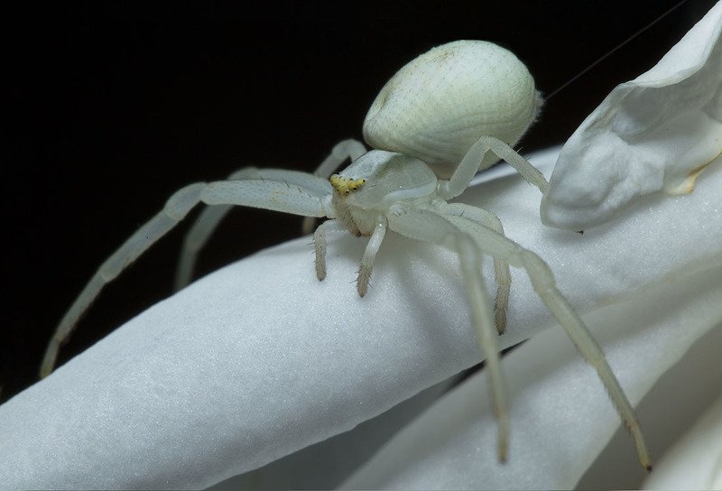 паук, роза Призрак белой розы фото превью
