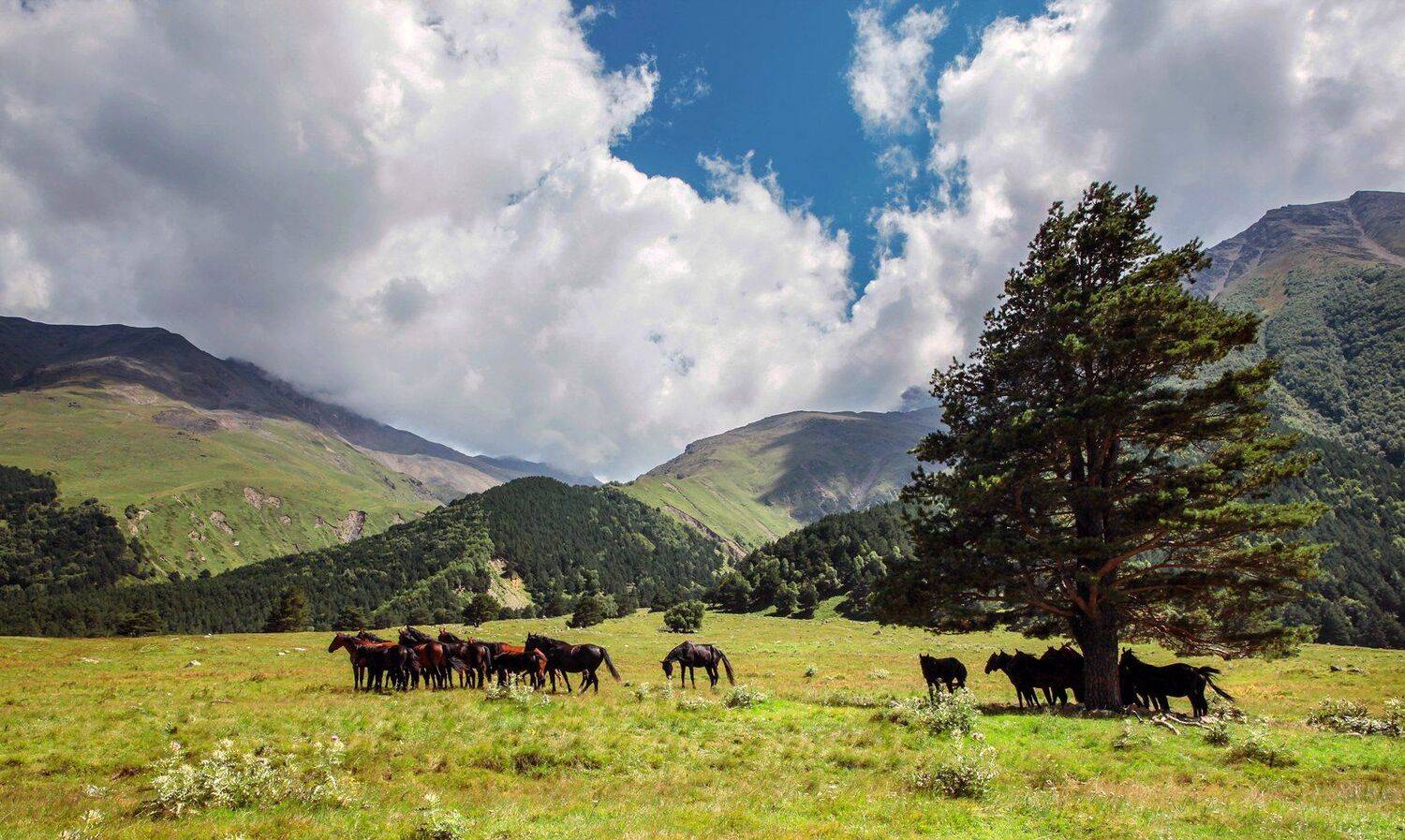 чегем,природа,горы,ущелье,кбр.балкария,кабардино балкария,кавказ,северный кавказ,лето., Marat Magov