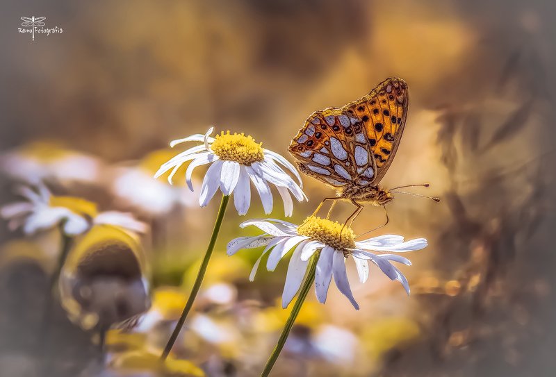 Dostojka latonia-Issoria lathonia w krainie Stokrotek. фото превью