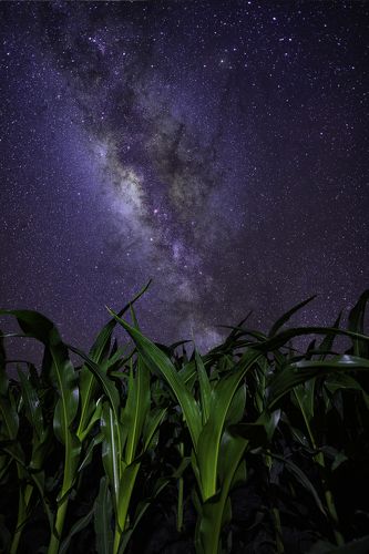 Children of Corn