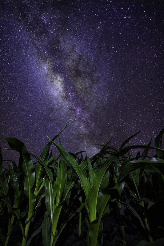 corn, milky way, cornfield, astrophotography Children of Corn фото превью