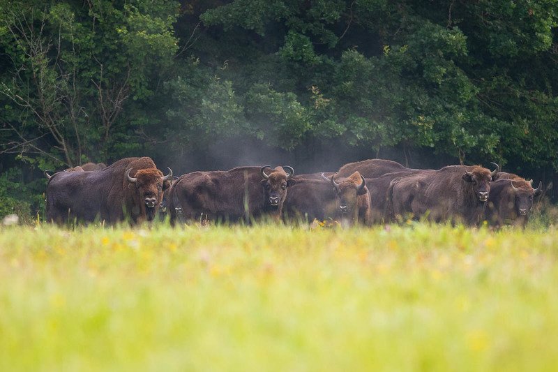 Żubry фото превью