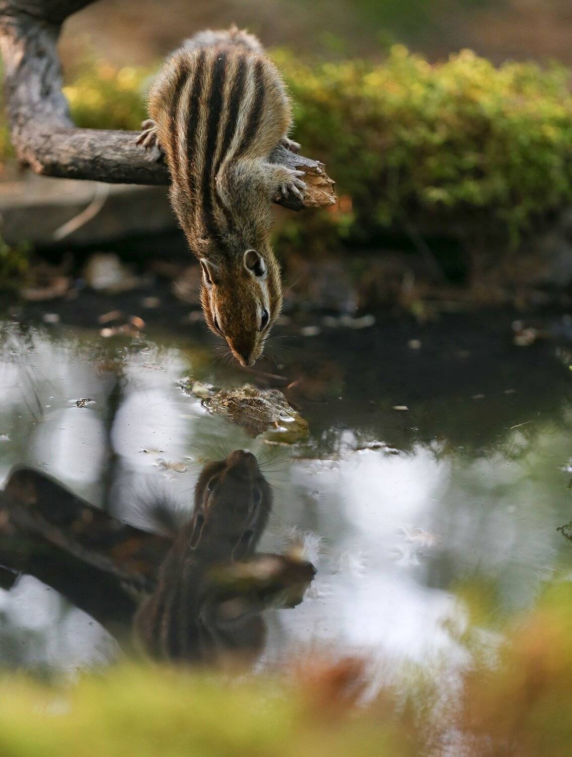 нерюнгри, бурундук, якутия, дикие_животные, Евгения Левина