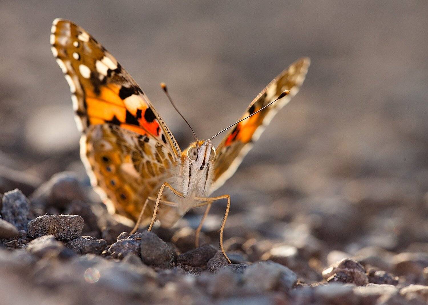, Robert Adamec