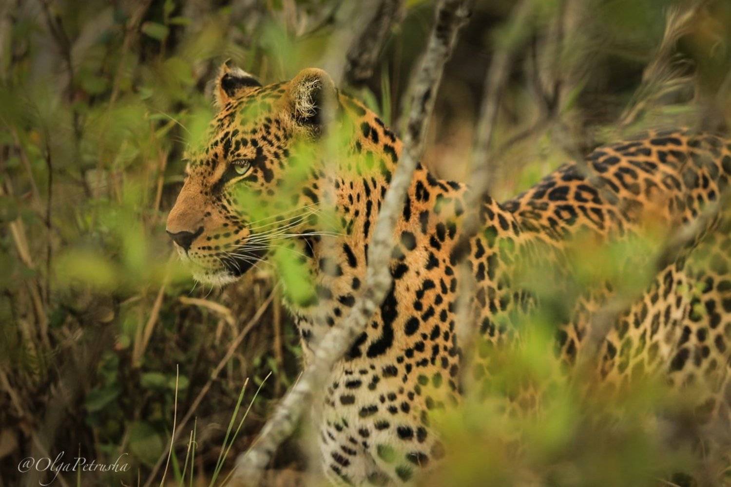 леопард, зеленый, буш, листва, глаза, кусты, лес, дикие_животные, кения, Ольга Петруша