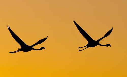 Flight in the sunset light