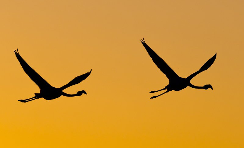 Animals birds flamingo backlight silhouette flight fly camargue sky sunset Flight in the sunset light фото превью