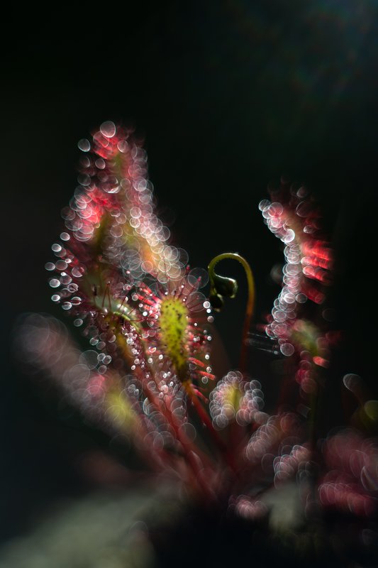 macro, sundew, plants, colors, bokeh  the last rays of the sun фото превью