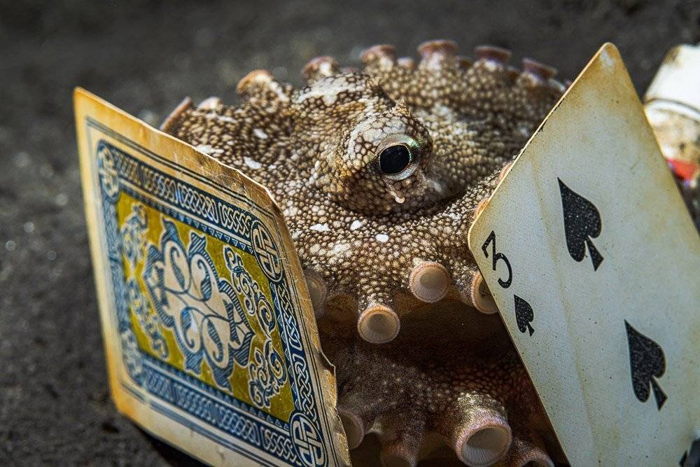 octopus, осьминог, underwater, macro, card, Андрей Савин