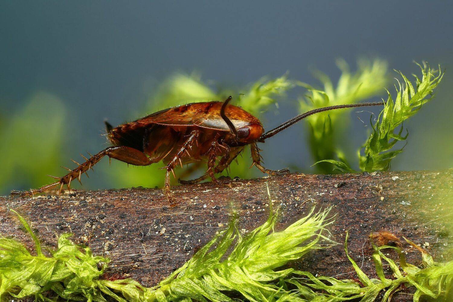 таракан,макро,природа,растение,цвет,синий,зеленый,животное, Андрей Шаповалов