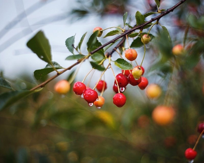 После дождя фото превью