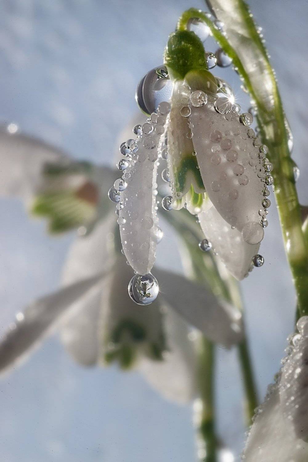 macro, Тарасова Ольга