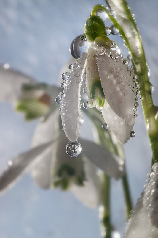 macro  фото превью